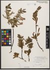 Foto von Salix waldsteiniana Willd.